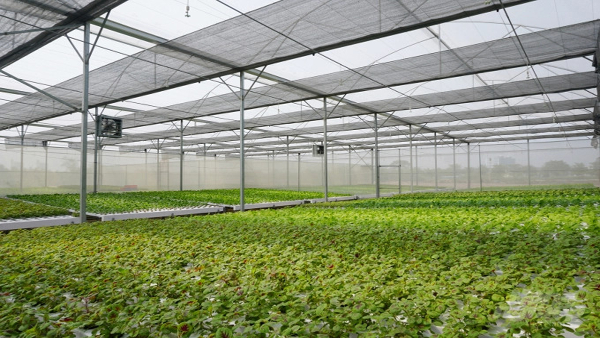 Mô hình trồng rau thủy canh khép kín lớn nhất Sài Gòn